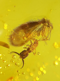 特价素缘缅甸天然虫珀吊坠0312琥珀带石蛾蛉标本化石原矿坠子