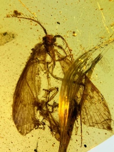 素缘缅甸天然虫珀吊坠0909 23琥珀带大栉角石蛾标本化石原石坠子