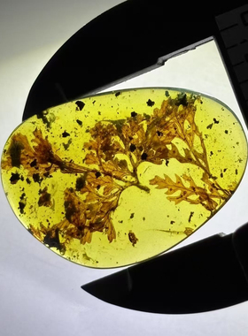 素缘缅甸天然虫珀吊坠0505琥珀带植物蕨叶枝标本化石原矿