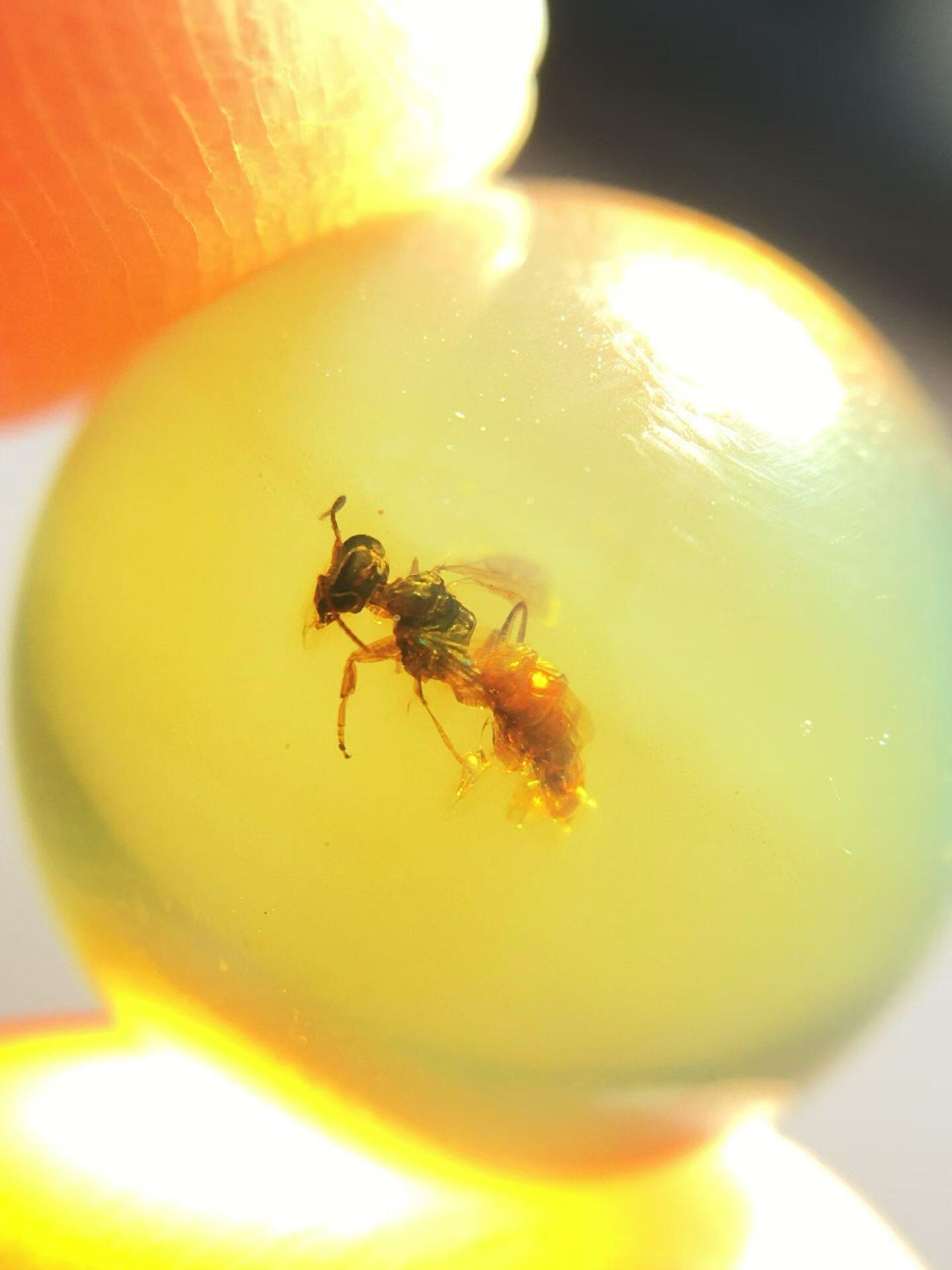 素缘缅甸天然虫珀吊坠0402琥珀带蜜蜂珠子标本化石原矿坠子