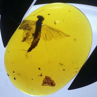 素缘缅甸天然虫珀吊坠0317琥珀带蜉蝣标本化石原石坠子挂件戒面