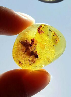 素缘缅甸天然虫珀吊坠0105 03琥珀带蠼螋标本化石原矿坠子