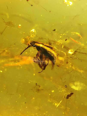 素缘缅甸天然虫珀吊坠0310琥珀带蜘蛛网象甲标本化石原矿