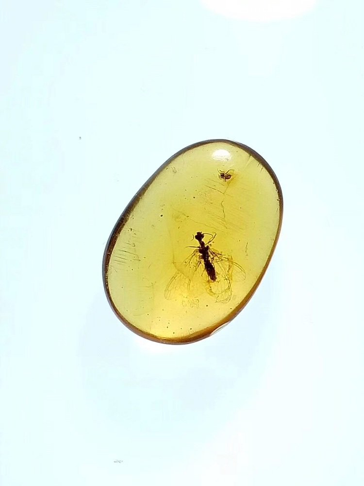【素缘】缅甸纯天然虫珀吊坠0221 18琥珀带原始展翅蛇蛉标本原石