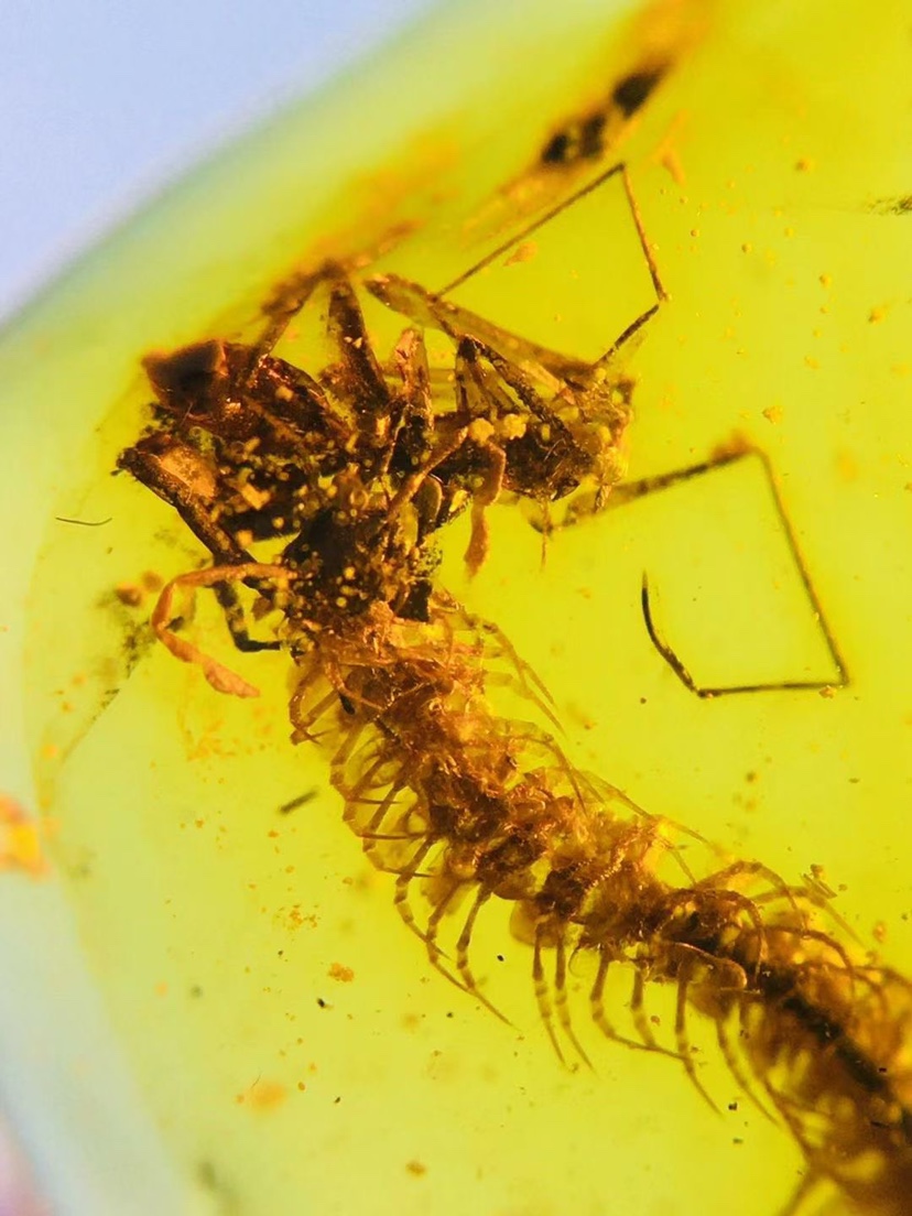 素缘 缅甸纯天然虫珀吊坠1227琥珀带短尾鞭蝎捕食马陆标本化石 素缘玉石 淘优券 素缘 缅甸纯天然虫珀吊坠1227琥珀带短尾鞭蝎捕食马陆标本化石 素缘玉石 淘优券