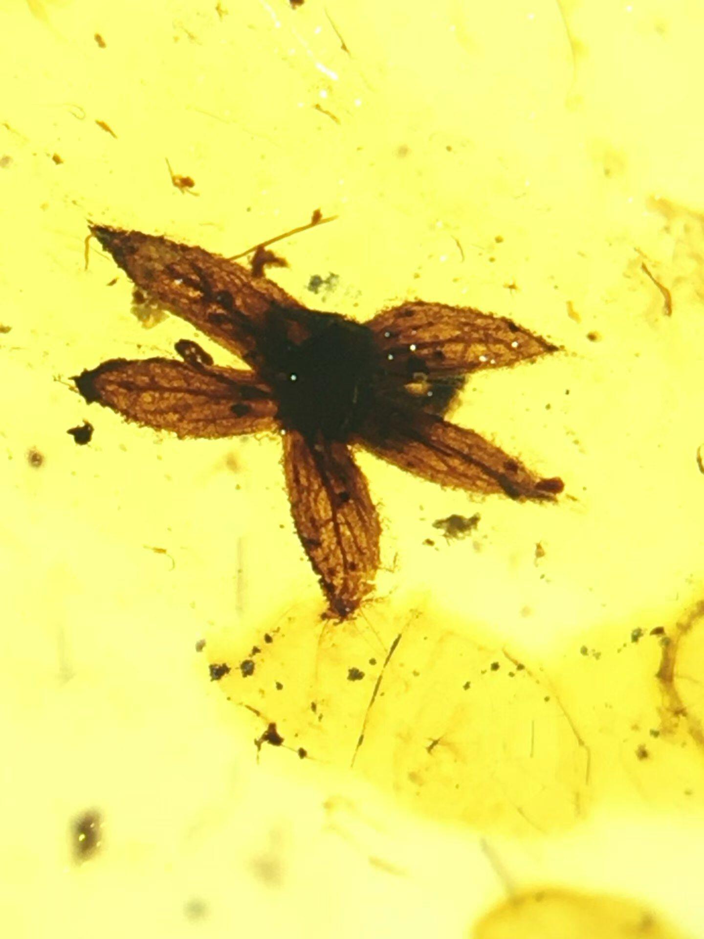素缘缅甸天然虫珀吊坠0428琥珀带植物五瓣花标本化石原矿坠子