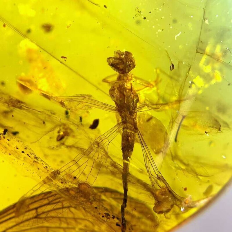 素缘缅甸天然虫珀吊坠0418 28琥珀带蜻蜓标本化石原石坠子挂件