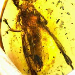 素缘缅甸天然虫珀吊坠0623 30琥珀带蝼蛄标本化石原矿坠子挂件