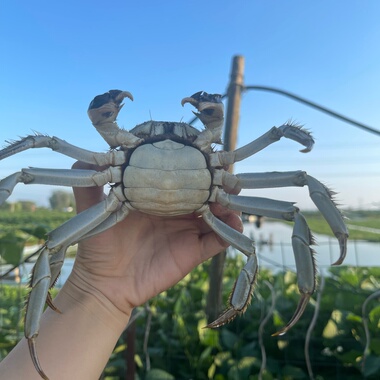 【精品】鲜活大闸蟹1.8-2.2两全母蟹8-10只礼盒装顺丰包邮