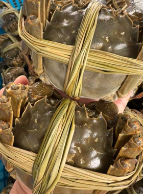 【精品公母】鲜活大闸蟹母2.3-2.7两公3.3-3.7两礼盒装顺丰包邮