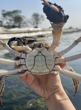 【精品公母】鲜活大闸蟹母2.8-3.2两公3.8-4.2两顺丰包邮