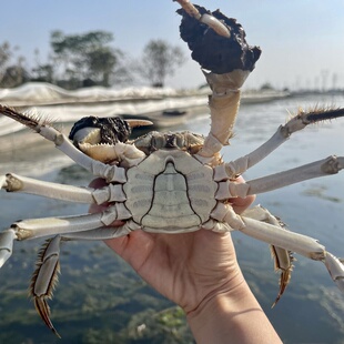 4.2两顺丰 3.2两公3.8 鲜活大闸蟹母2.8 包邮 精品公母