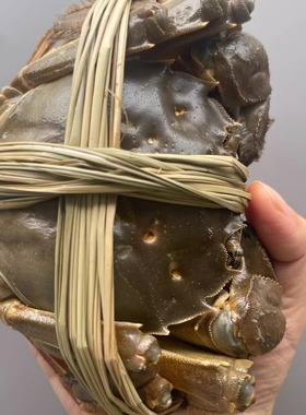 【精品】鲜活大闸蟹3.3-3.7两全母蟹8-10只礼盒装顺丰包邮