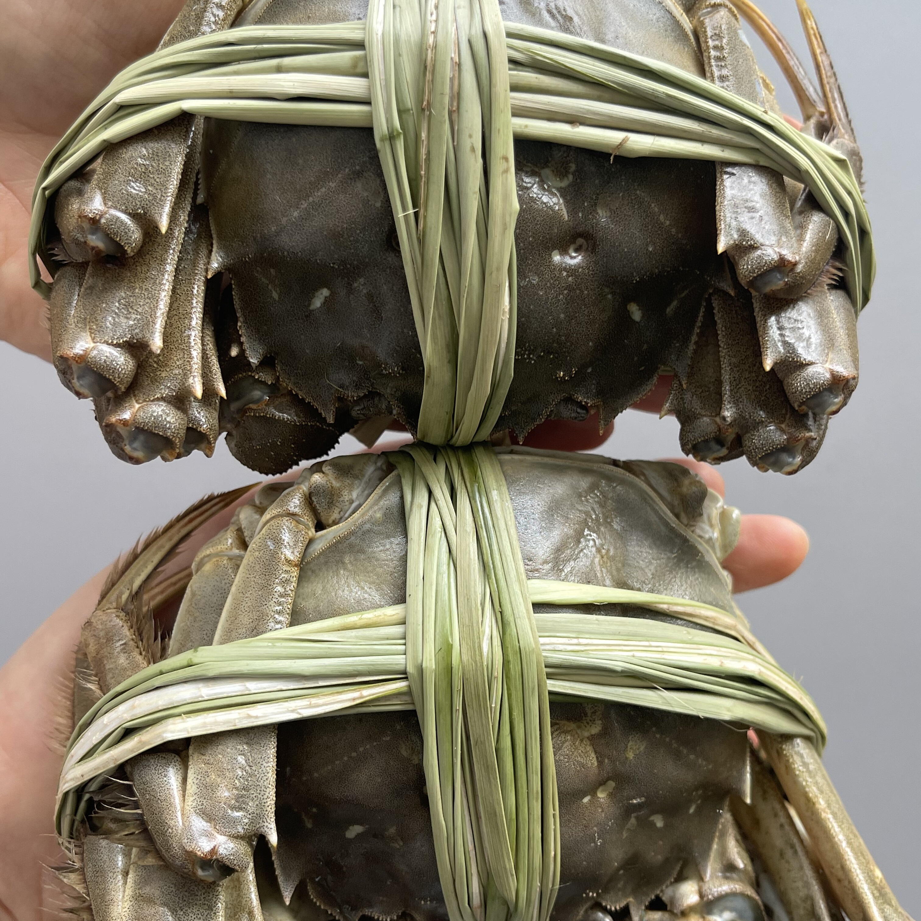 【精品九指公母】大闸蟹残蟹断脚螃蟹残次蟹公母对半装顺丰包邮