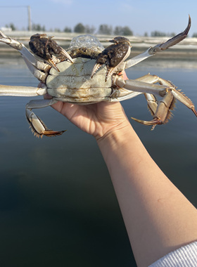 【精品】鲜活大闸蟹2.8-3.2两全母蟹8-10只礼盒装顺丰包邮