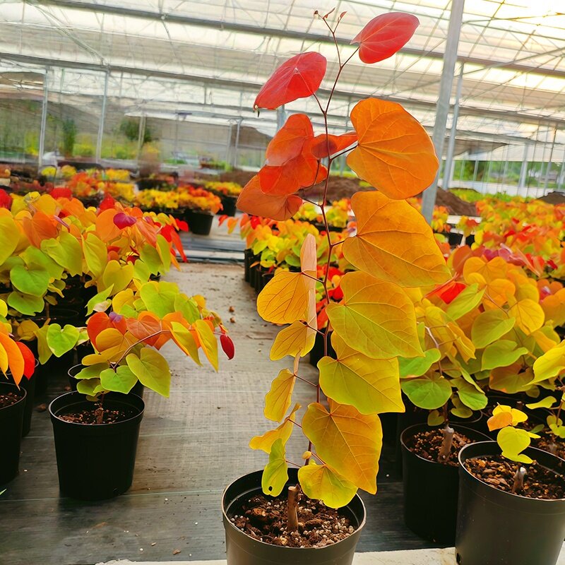 新品加拿大紫荆 永恒之火 庭院别墅阳台绿植物花灌木耐寒耐热好养