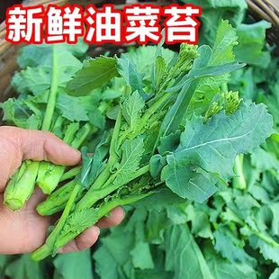 恩施新鲜油菜苔应季 蔬菜湖北高山青菜苔油菜薹农家绿芸苔