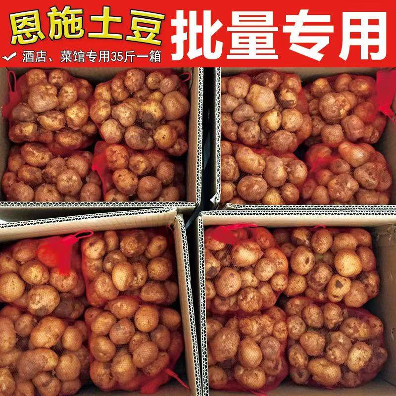 26年恩施小土豆正宗迷你马尔科黄心洋芋老品种大重量硬币大小