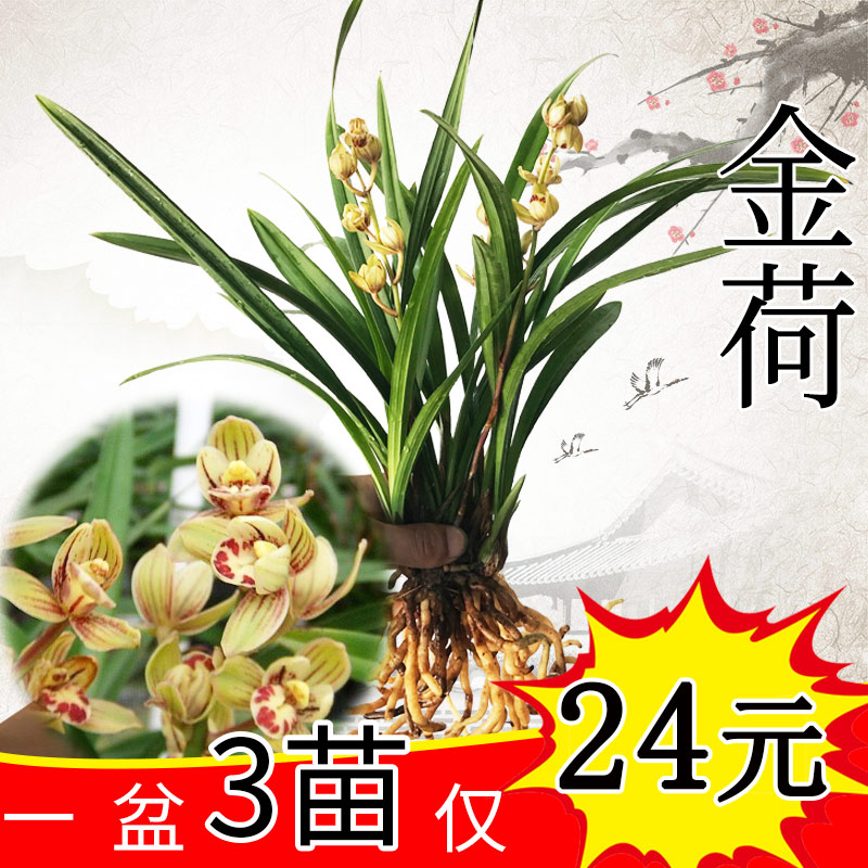 兰花苗建兰四季兰金荷 大凤素 带花苞绿植种子盆栽花卉室内办公室在类目 鲜花速递/花卉仿真/绿植园艺, 花卉/绿植盆栽（新）, 花卉中 - 来自Buy2taobao.com提供专业的淘宝代购服务