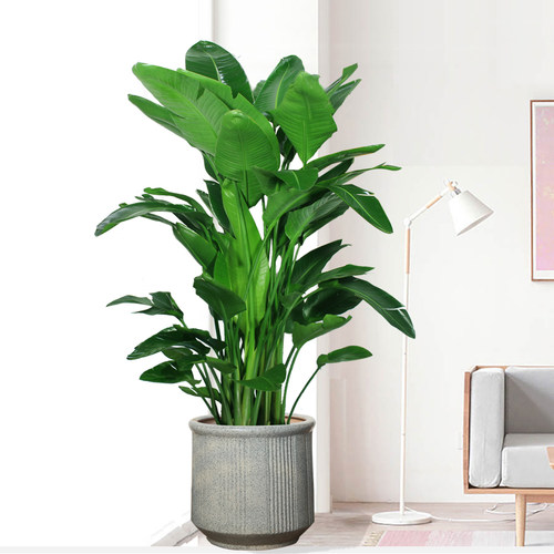 北欧风天堂鸟好养客厅植物