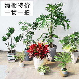 花棚清退特价处理一批网红植物盆栽室内外老桩精品不断更新请关注