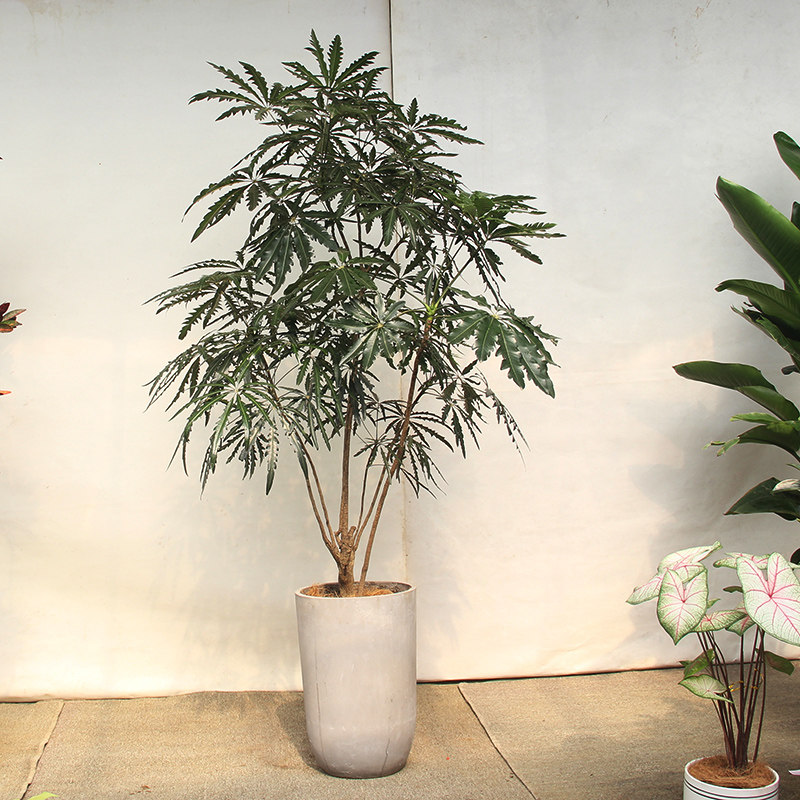 视频选花室内木本好养办公室绿植易活阳台植物稀缺品种热带盆景树