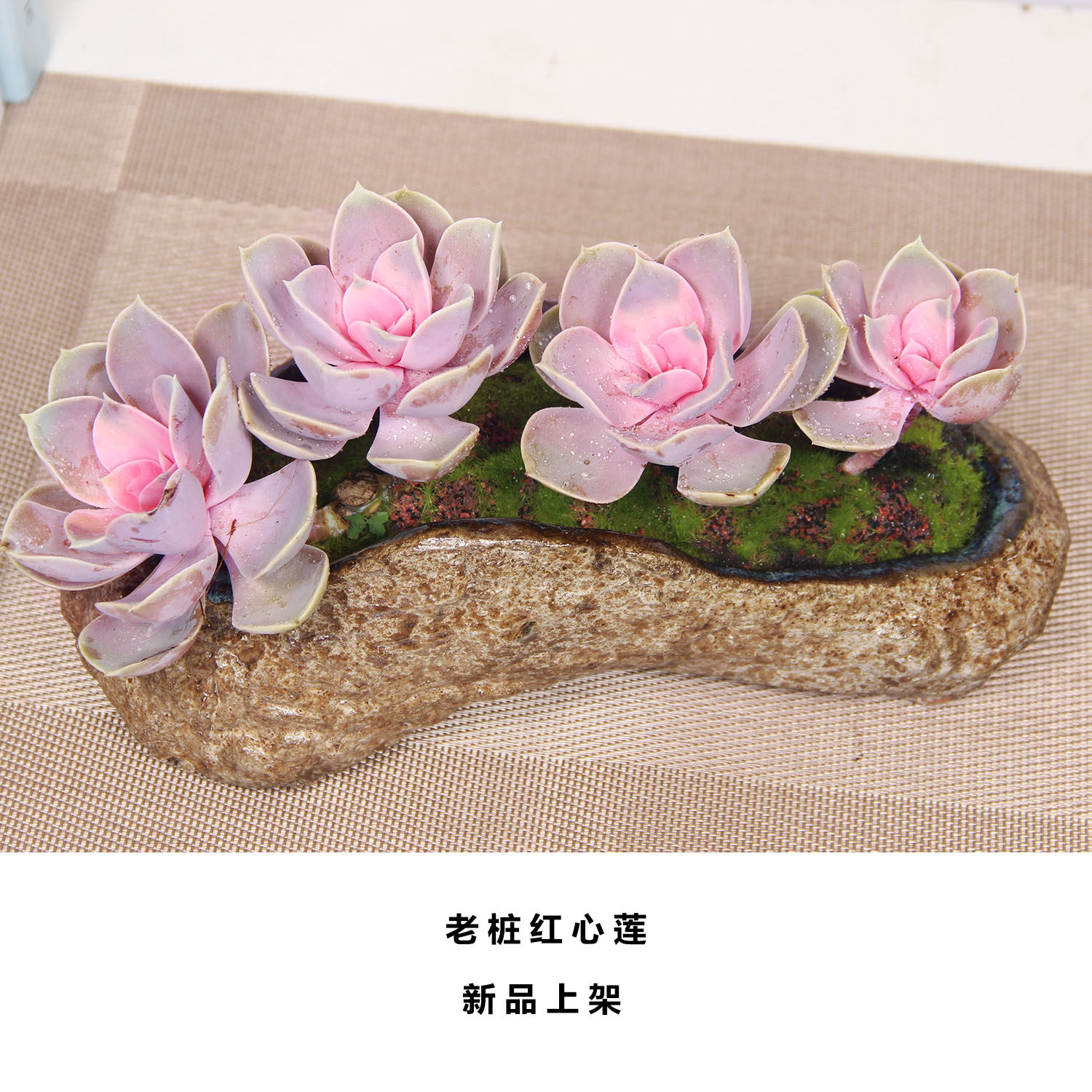 红心莲老桩多肉植物喜阳不怕晒室内阳台窗台办公桌好养绿植盆栽