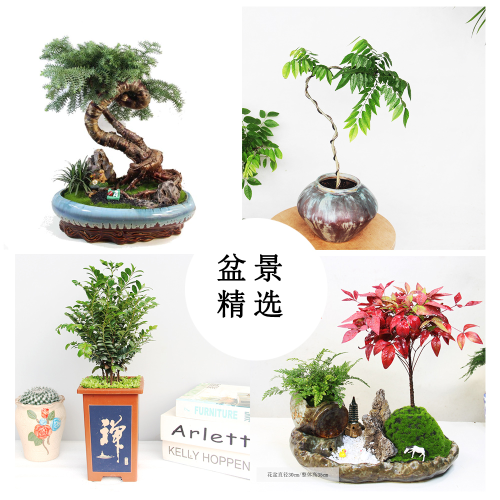 办公室植物造型盆景盆栽客厅