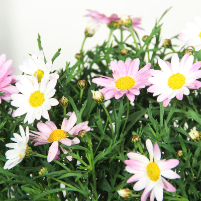 玛格丽特阳台庭院花园开花植物