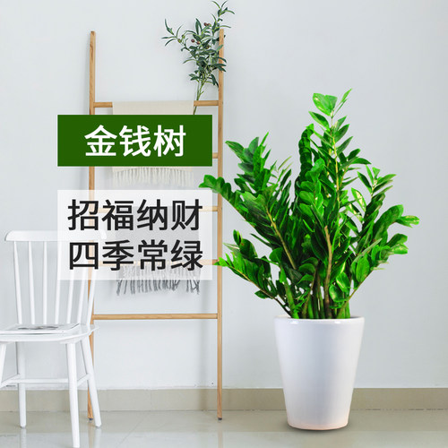 开业乔迁寓意好耐阴盆栽花金钱树