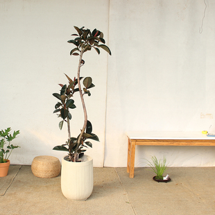 橡皮树造型老桩北欧风植物净化空气阳台客厅艺术盆栽易活好养木本