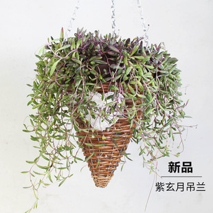 紫玄月吊兰盆栽多肉植物耐旱好养四季开花阳台不怕晒室内绿植花