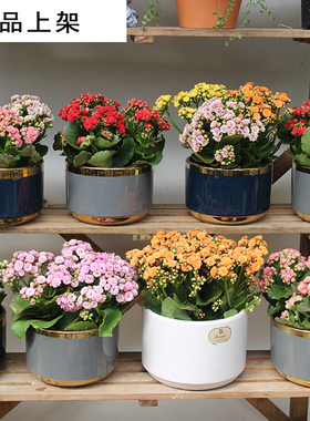 长寿花重瓣大花品种长寿金狐狸带花苞老桩室内好养易活喜阳花卉植