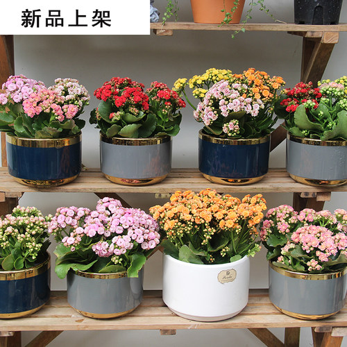 好宜家重瓣大花品种长寿好养易活