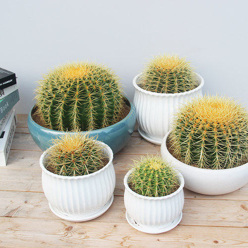 金琥仙人球防辐射仙人球植物