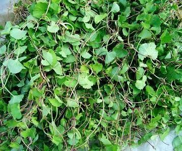 云南新款食用农产品中国大陆云南省草水莲叶野生叶马蹄菜200克