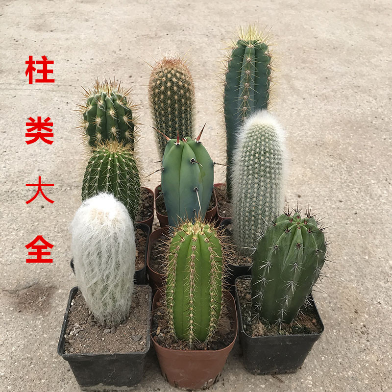 大全套餐有根庭院好养盆栽仙人柱