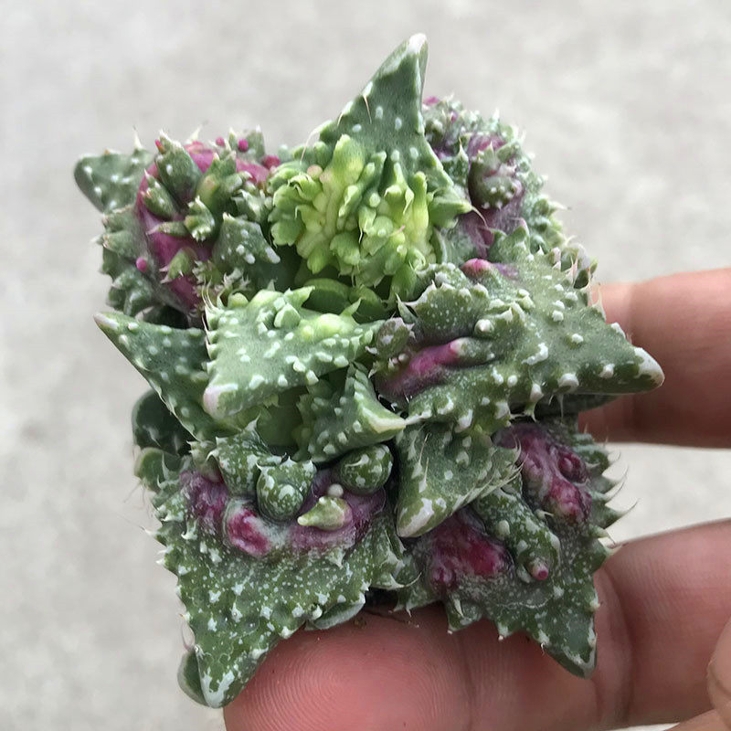 红怒涛多肉植物自然色阳台防辐射开黄花办公室桌面绿植小盆栽