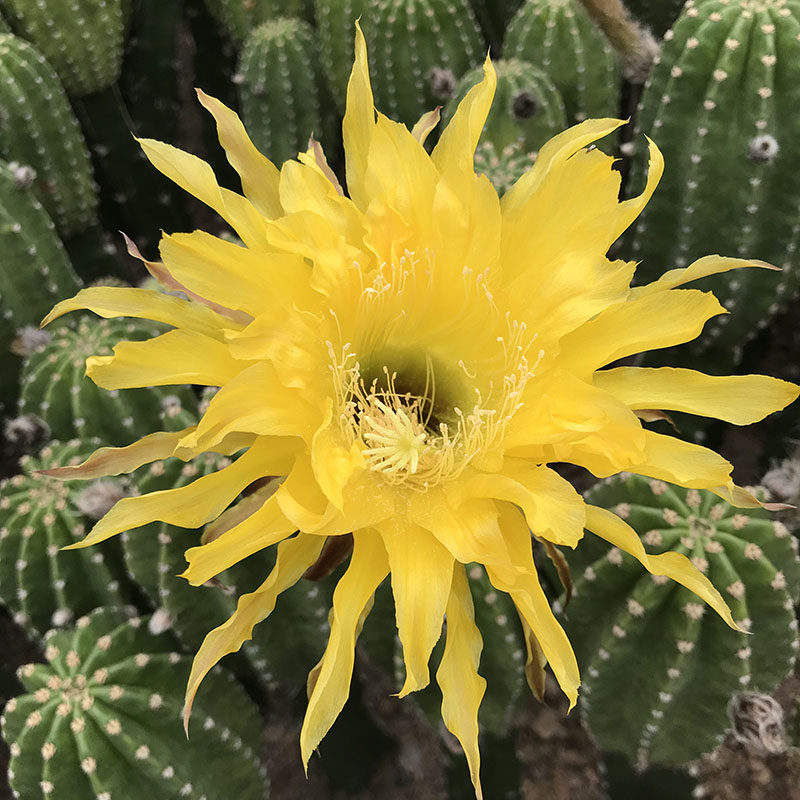 稀少仙人球帕帕基诺防辐射盆栽花卉阳台办公室大开花黄色绿植盆栽