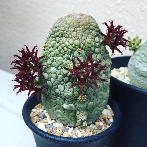 凝蹄玉佛头玉萝藦科稀有凝蹄玉属稀有多肉植物组合盆栽萌肉