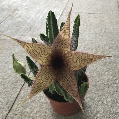 好养爱开花豹皮花大花多肉植物