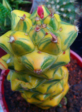 【花博会_将军阁锦】龙将军多肉植物会开花单头 现在不黄冬天才黄