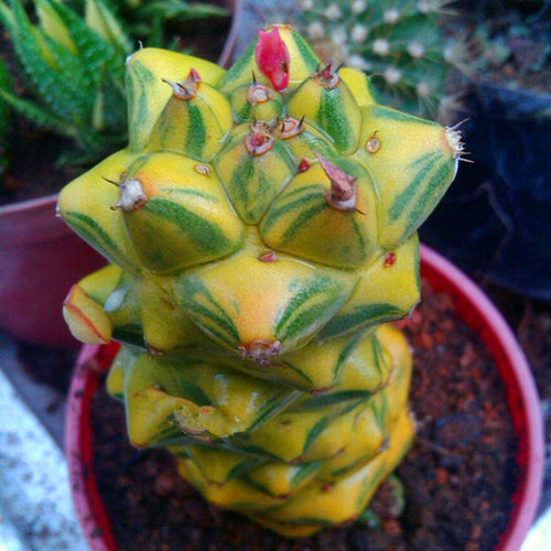 【花博会_将军阁锦】多肉植物