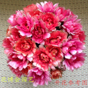 仙人球实生绯花玉无花苞爱开花防辐射办公室多肉植物盆栽花卉