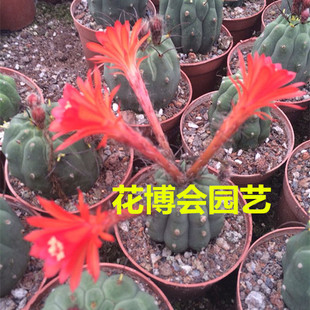 仙人球奇仙玉开花红花稀有品种美观开花实生仙人球盆栽绿植花卉