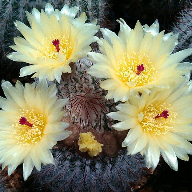 【花博会_仙人球白芙蓉】仙人掌落地特价懒人易养多肉植物