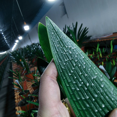 长春君子兰精品超值爆款盆栽植物客厅阳台办公桌净化空气绿植技师