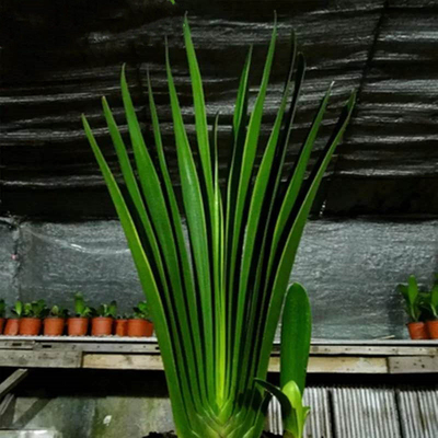 长春君子兰精品超值爆款盆栽植物客厅阳台办公桌净化空气绿植胜利