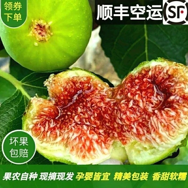 【顺丰空运】山东威海青皮无花果5斤装树上熟糖包子鲜果当季新鲜