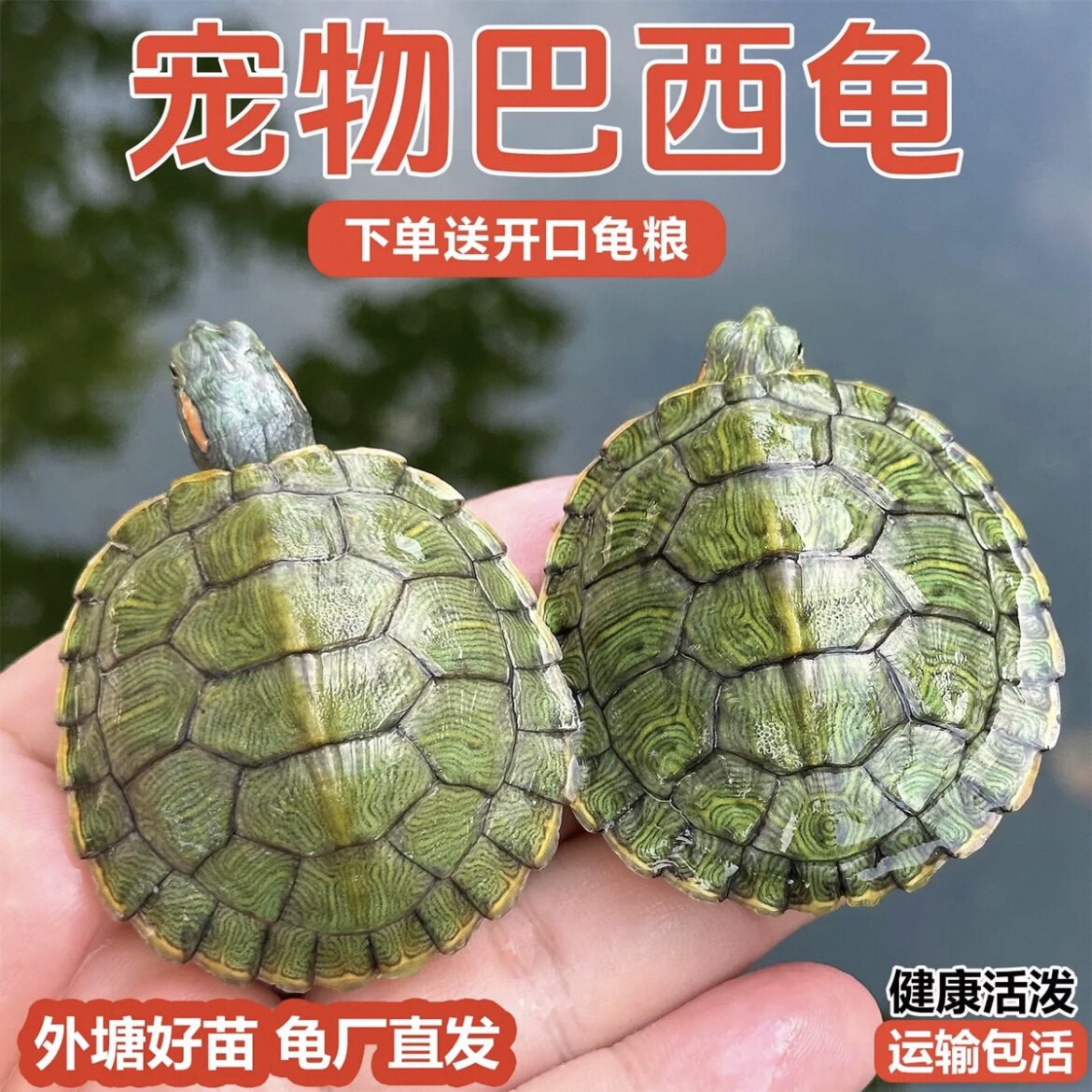 【每只5-6厘米】2只一盒公母搭配巴西龟小乌龟活物活体萌宠物观赏